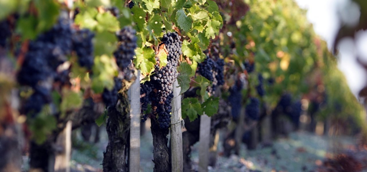 vineyard chateau phelan segur